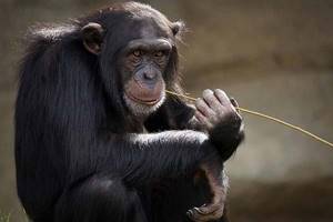 
        Люди могут распознавать и понимать жесты шимпанзе и бонобо            