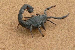 
        Действительно ли яд скорпиона - самая дорогая жидкость в мире            