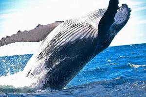 
        Как фекалии китов помогают бороться с глобальным потеплением            