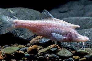 
        Новый вид пещерной рыбы-единорога обнаружили в Китае            