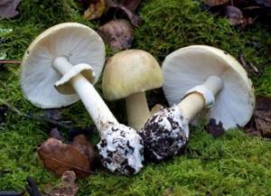 Самый ядовитый гриб в мире — где он растет и воздействует на людей